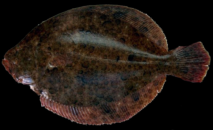 Scophthalmus rhombus _02.jpg